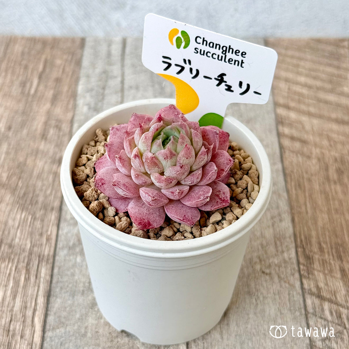 ラブリーチェリー【単頭苗】(チャンヒー農園苗)