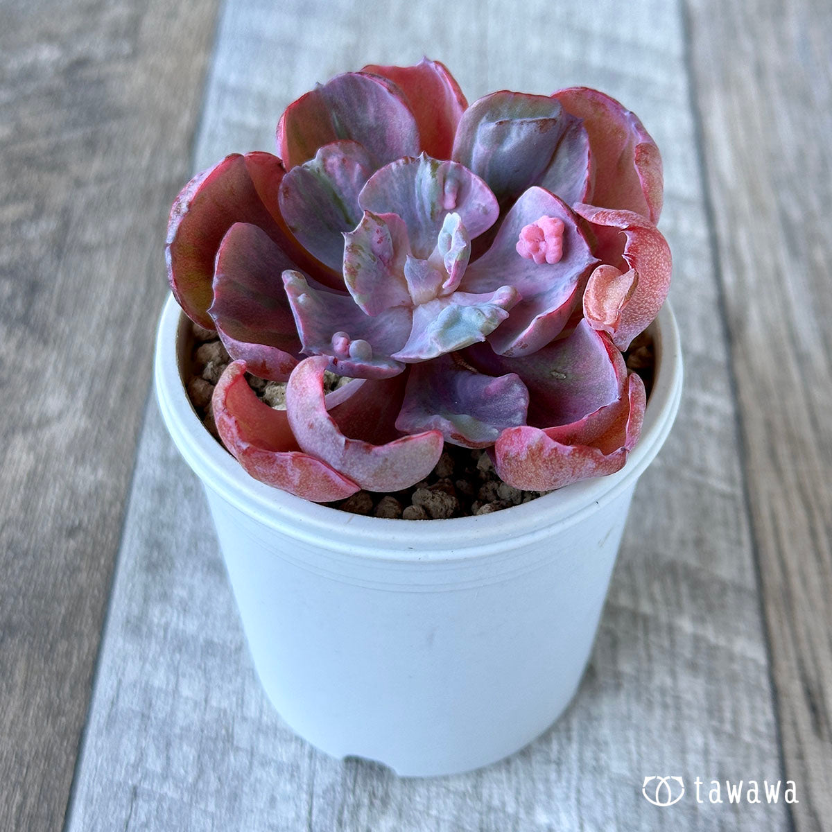 New Arrival* Cubic Frost