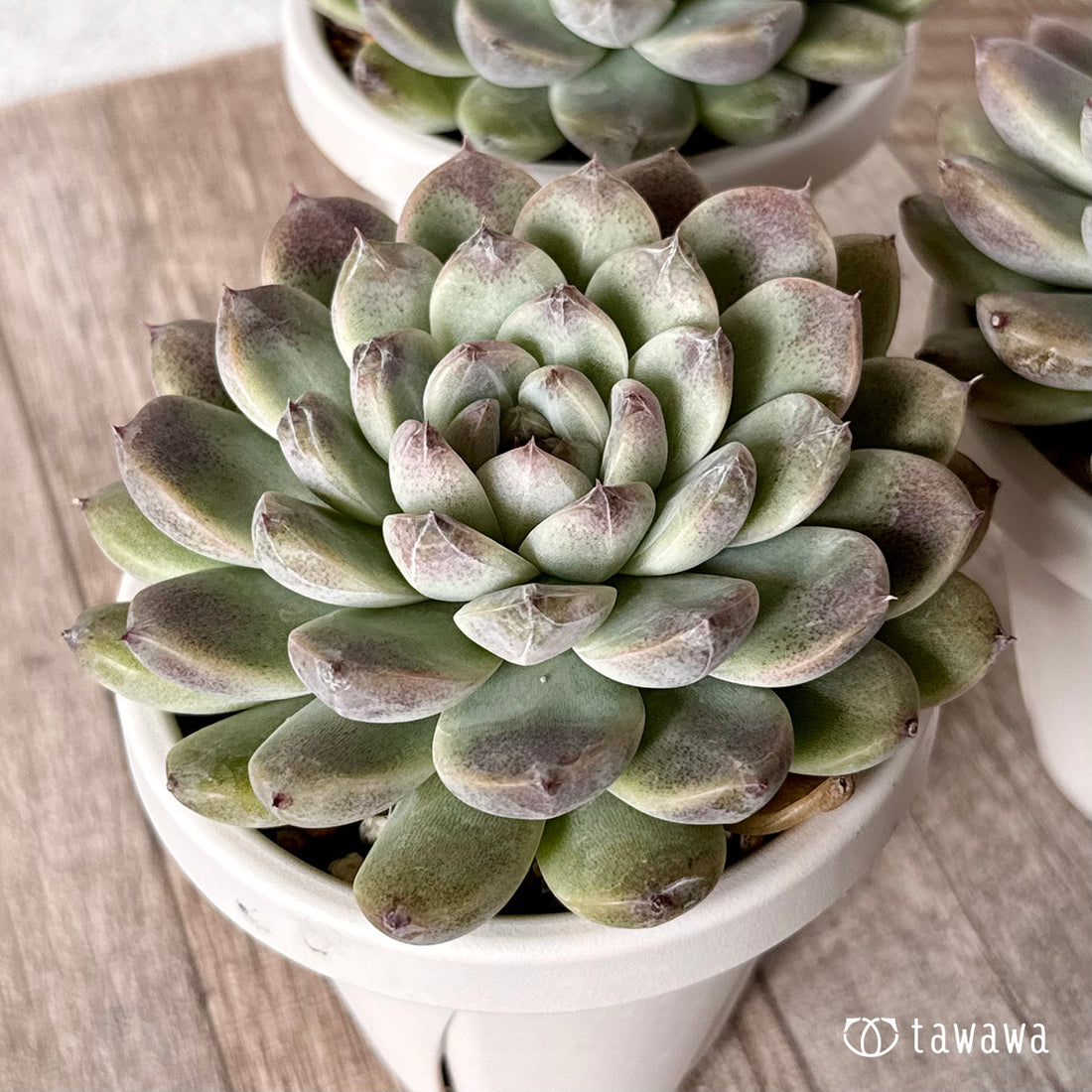 ブルーソング (チャンヒー農園)【tawawaハウス苗】 (根張り鉢)