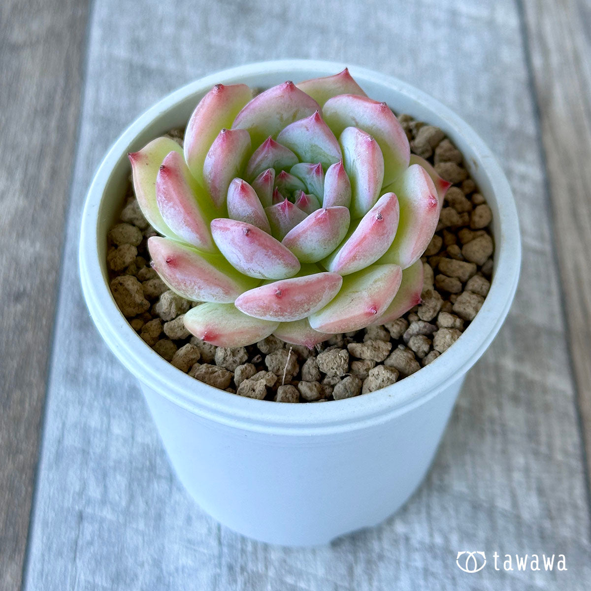Echeveria Maria