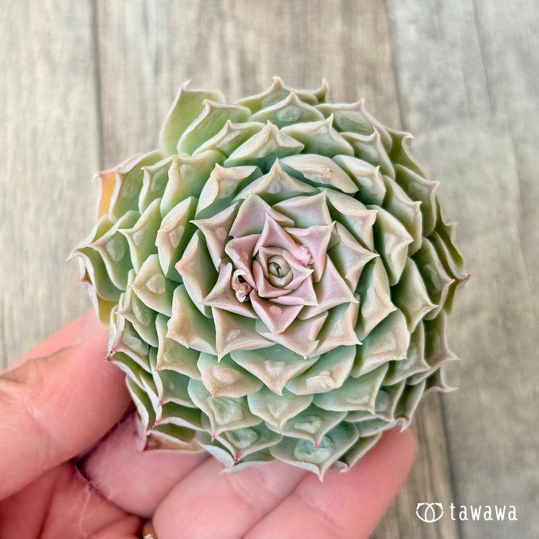 ハートチョイス季節錦 (チャンヒー農園苗)