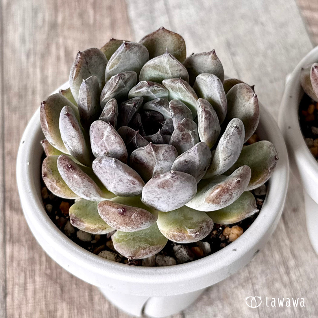 サラブラック(チャンヒー農園)【tawawaハウス苗】(根張り鉢)