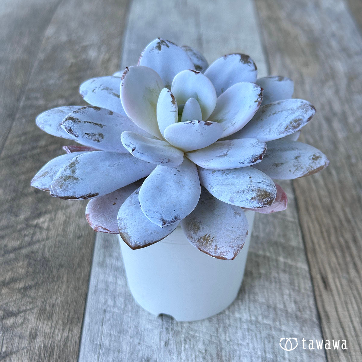 라위