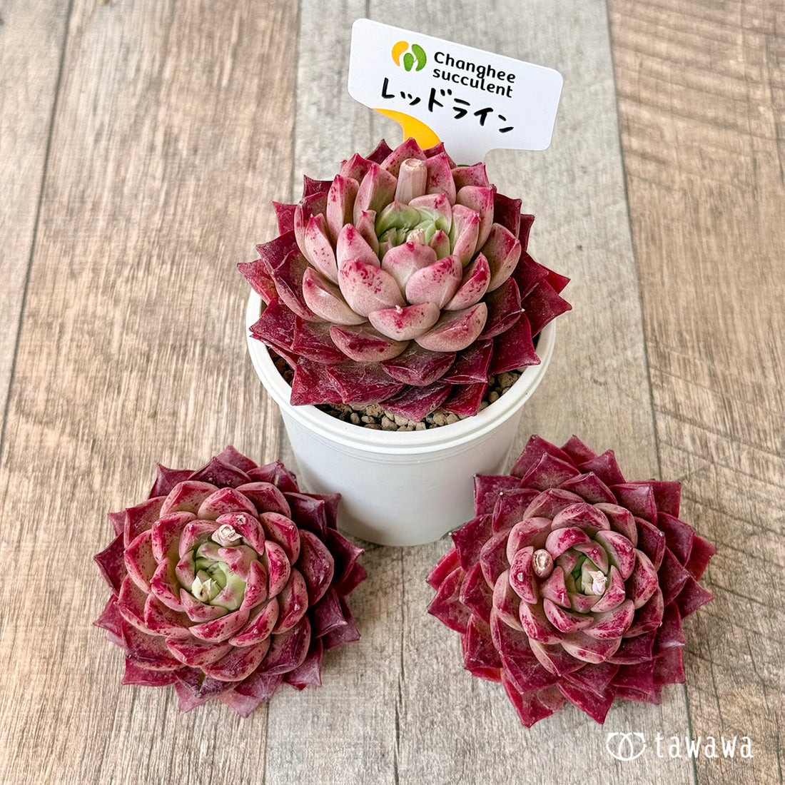 レッドライン (チャンヒー農園苗)