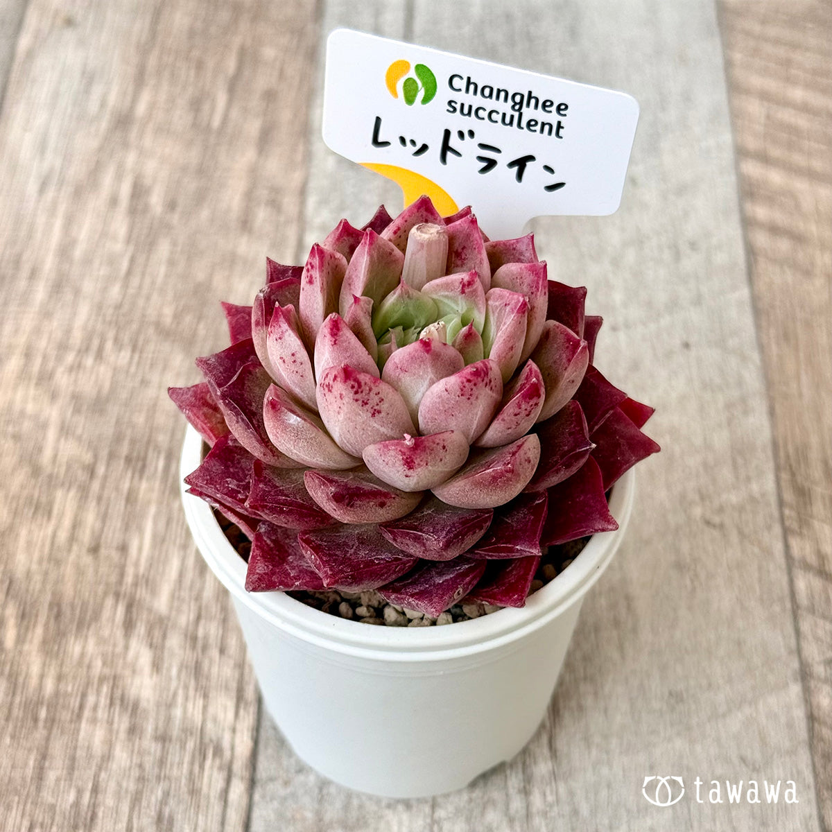レッドライン (チャンヒー農園苗)