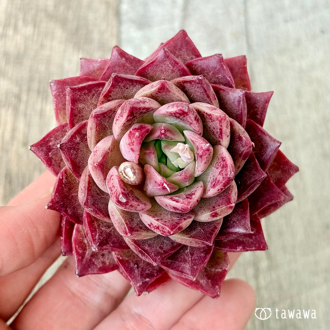 レッドライン (チャンヒー農園苗)