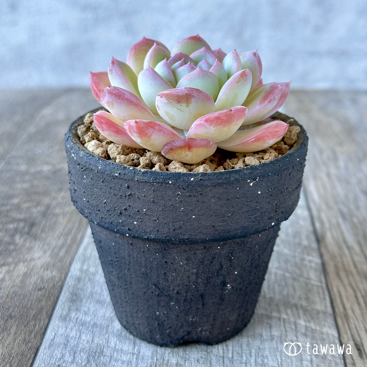 수련