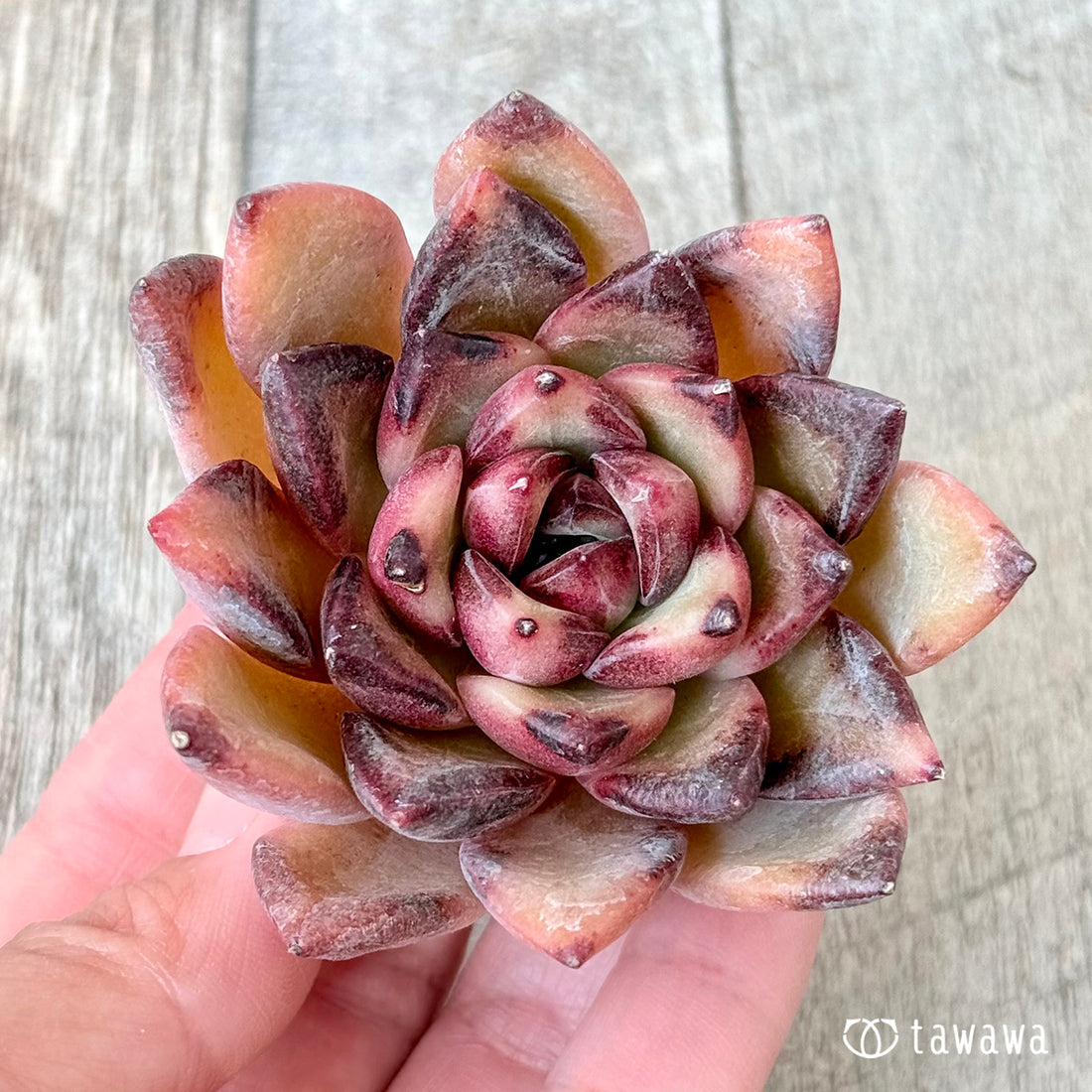 ブラッドマリア×ロメオルビン (チャンヒー農園苗)