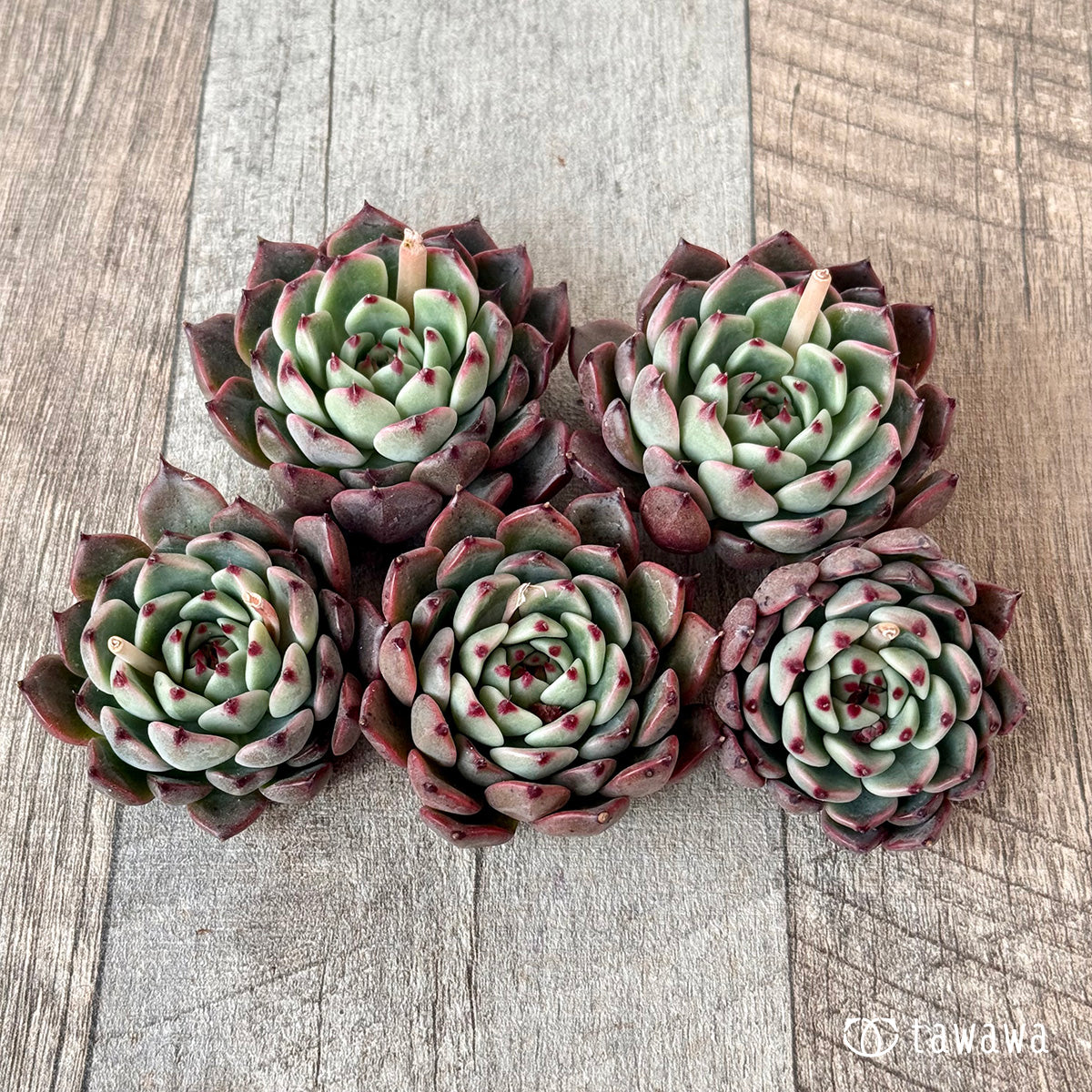 *新入荷* インディゴミニ×チワワエンシスsp(チャンヒー農園苗)