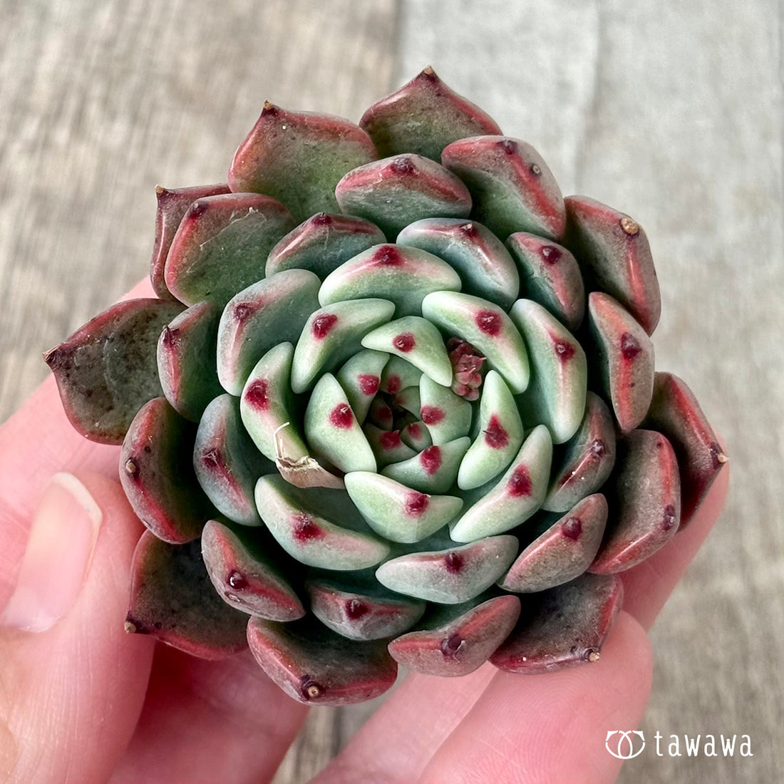 New Arrivals: Ice Green