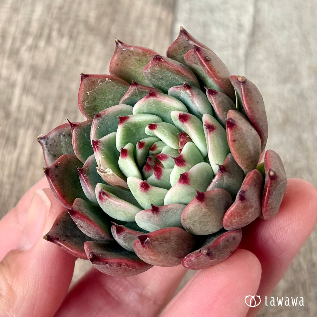 New Arrivals: Ice Green