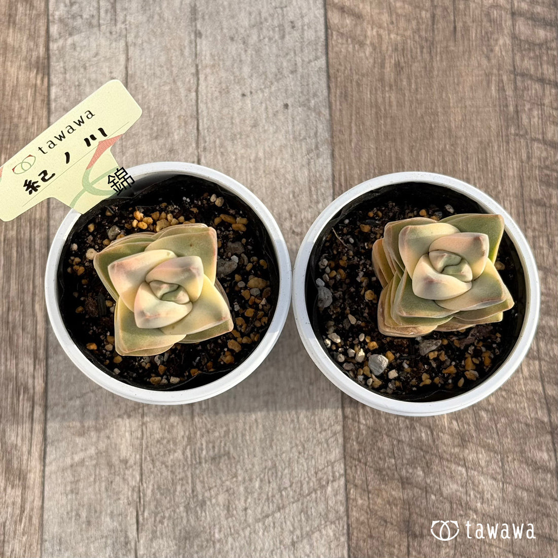 紀ノ川錦 【tawawaハウス苗】