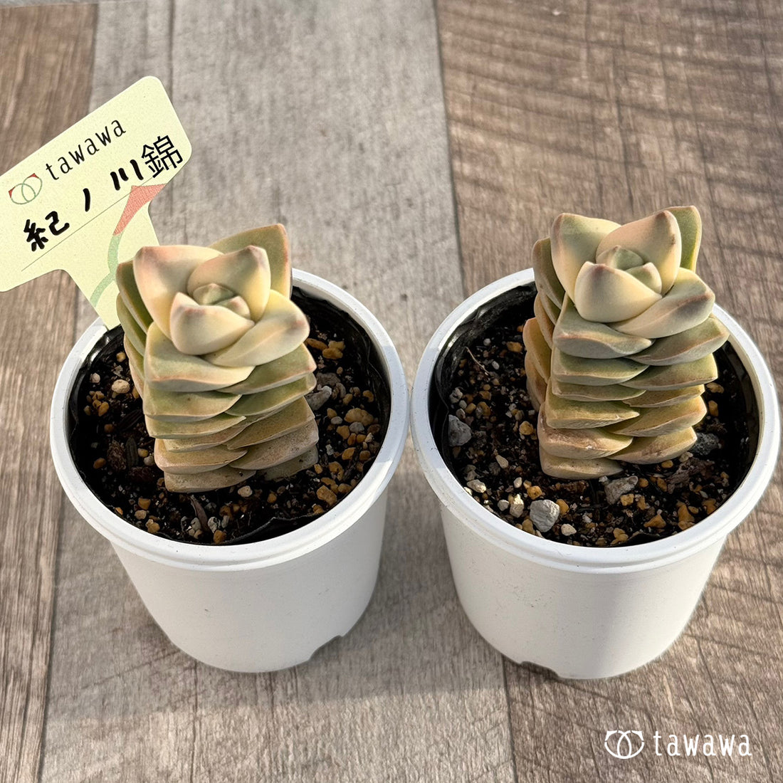 紀ノ川錦 【tawawaハウス苗】