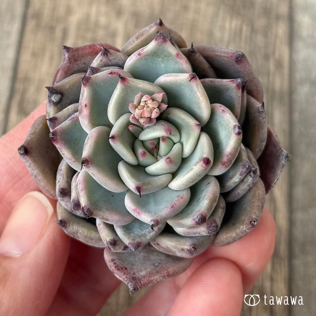 *新入荷* ガゼル(チャンヒー農園苗)