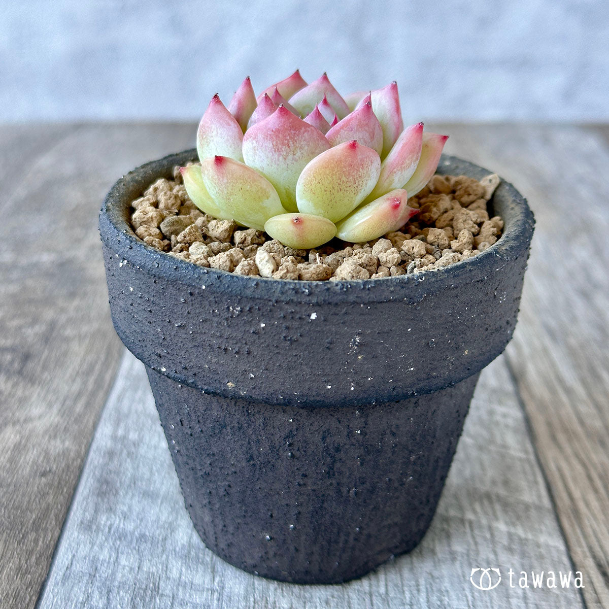 Echeveria Maria