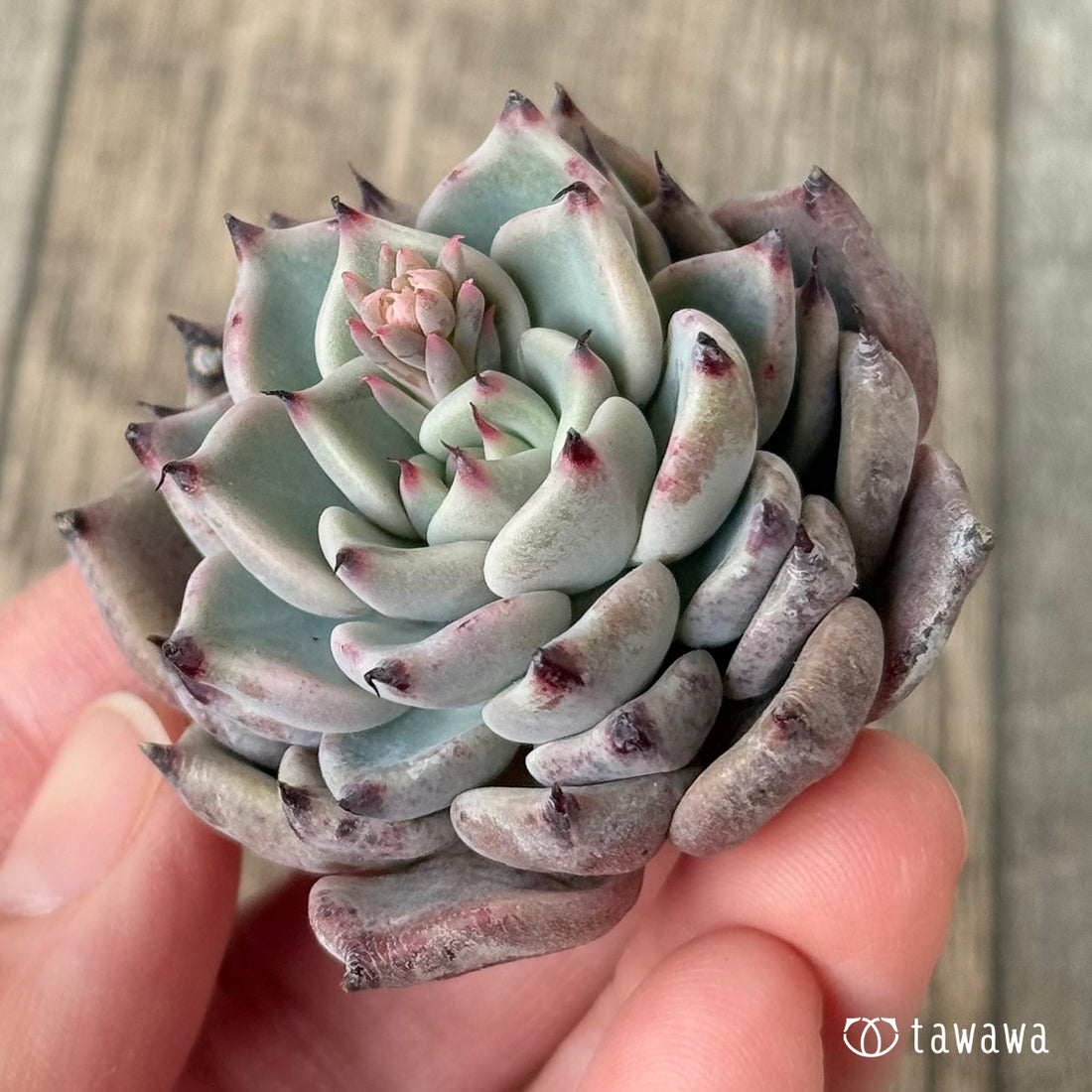 *新入荷* ガゼル(チャンヒー農園苗)