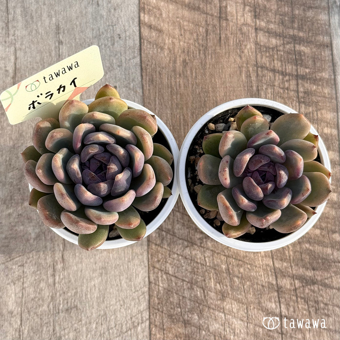 ボラカイ 【tawawaハウス苗】