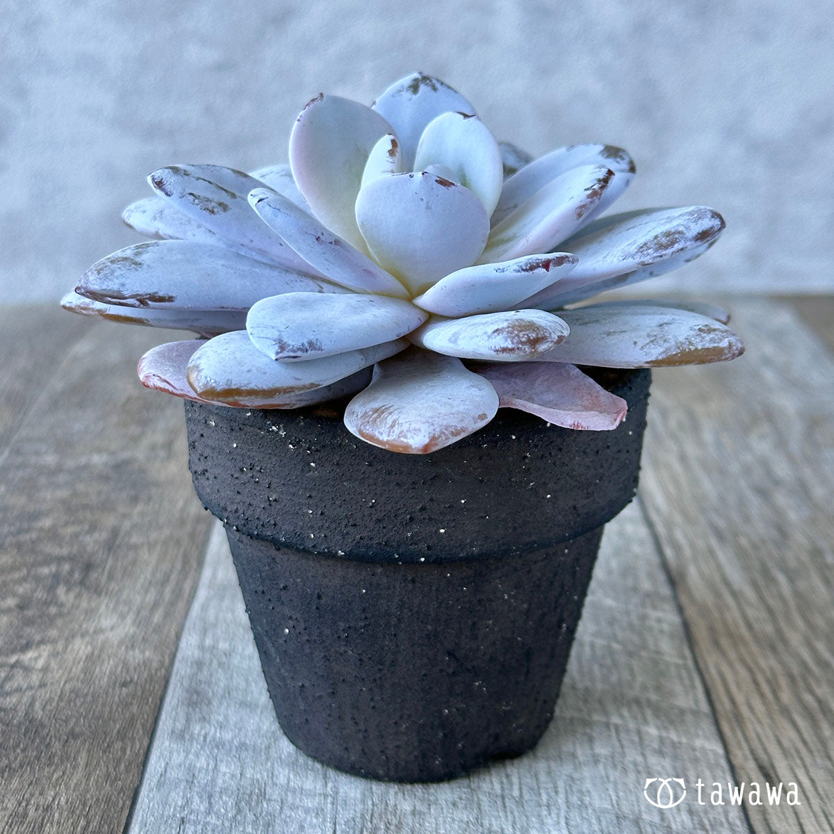 라위