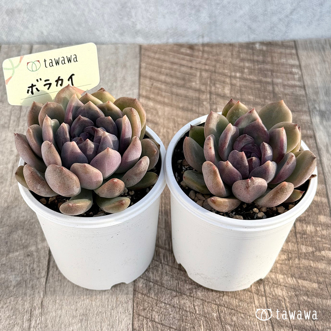 ボラカイ 【tawawaハウス苗】