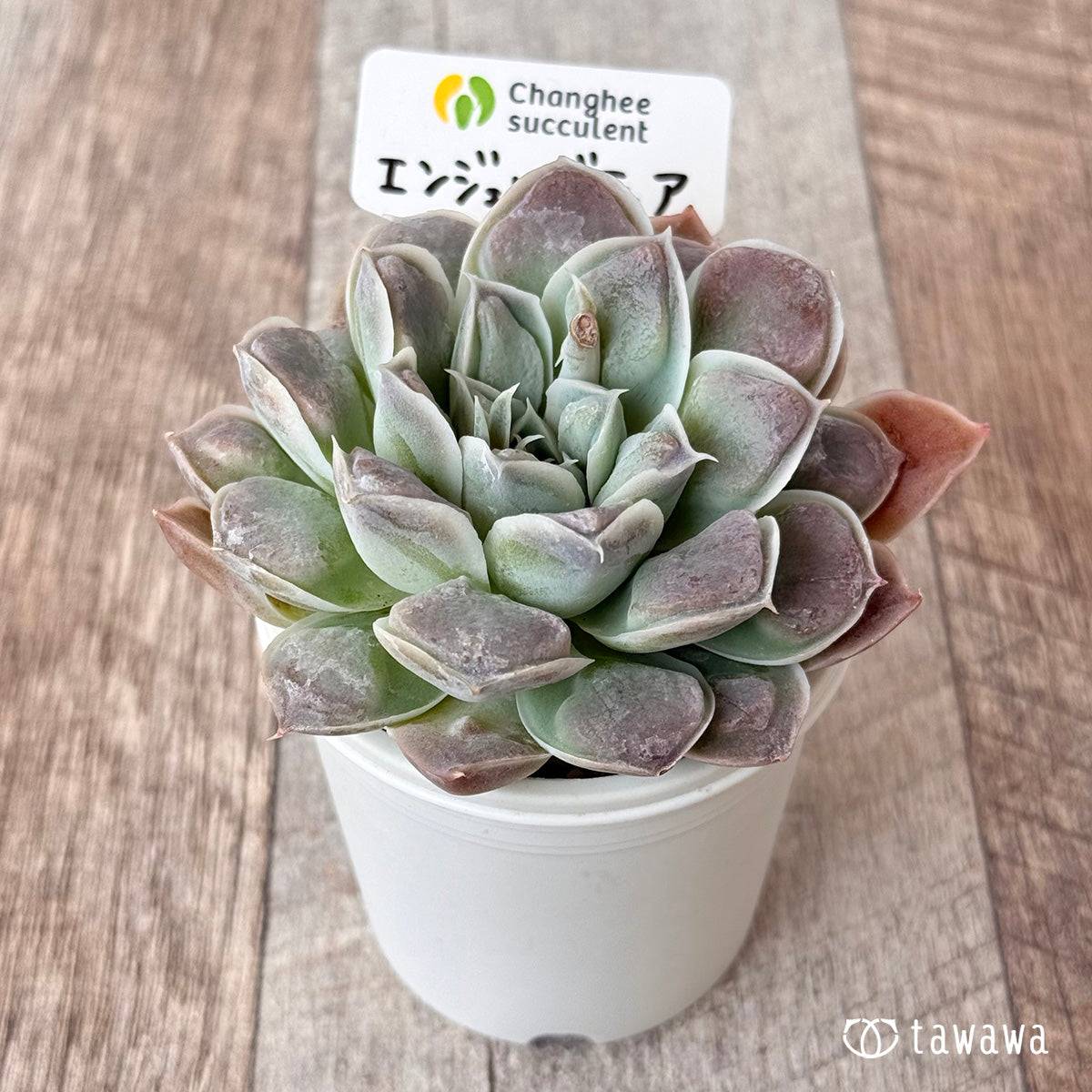 エンジェルズティア(チャンヒー農園苗)