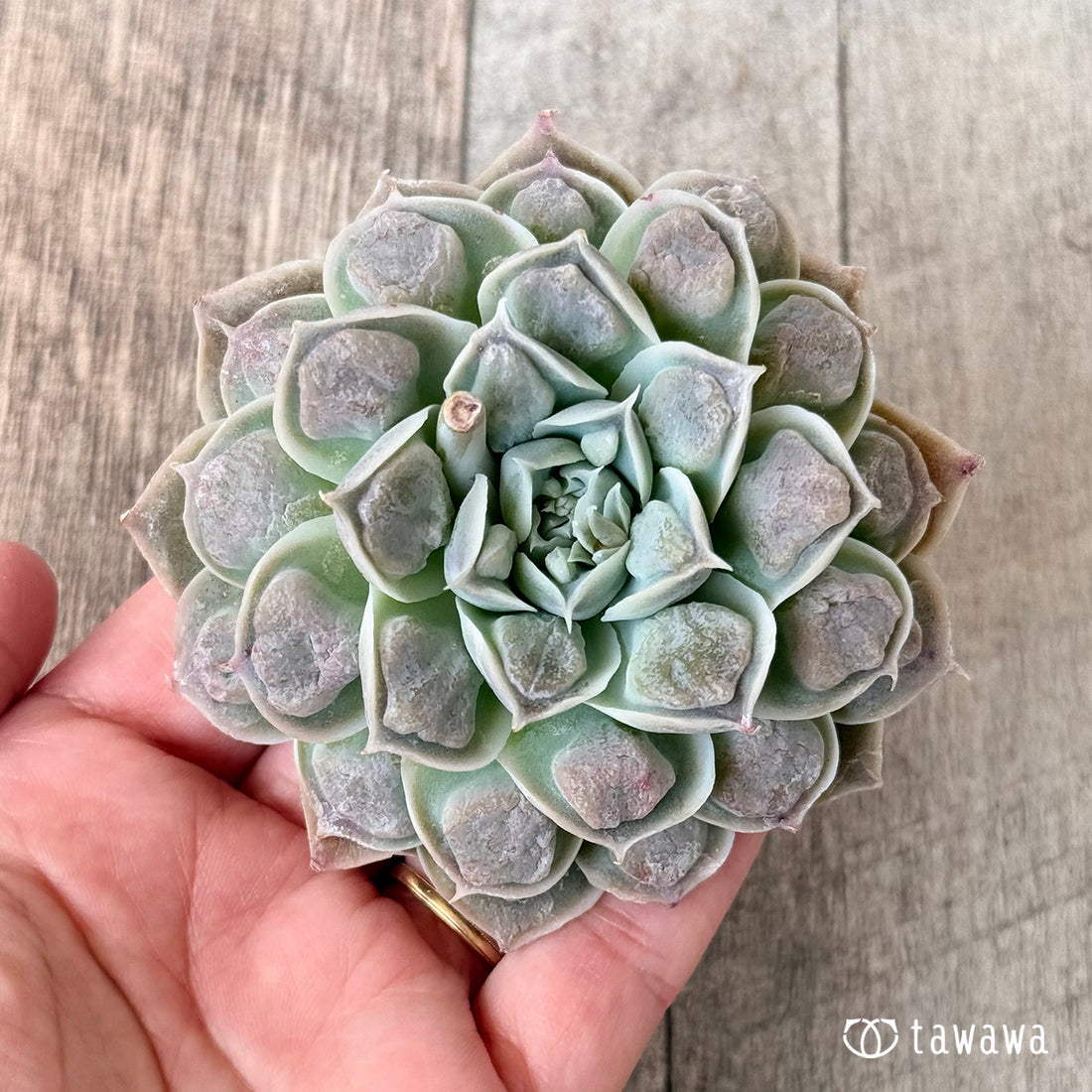 エンジェルズティア(チャンヒー農園苗)