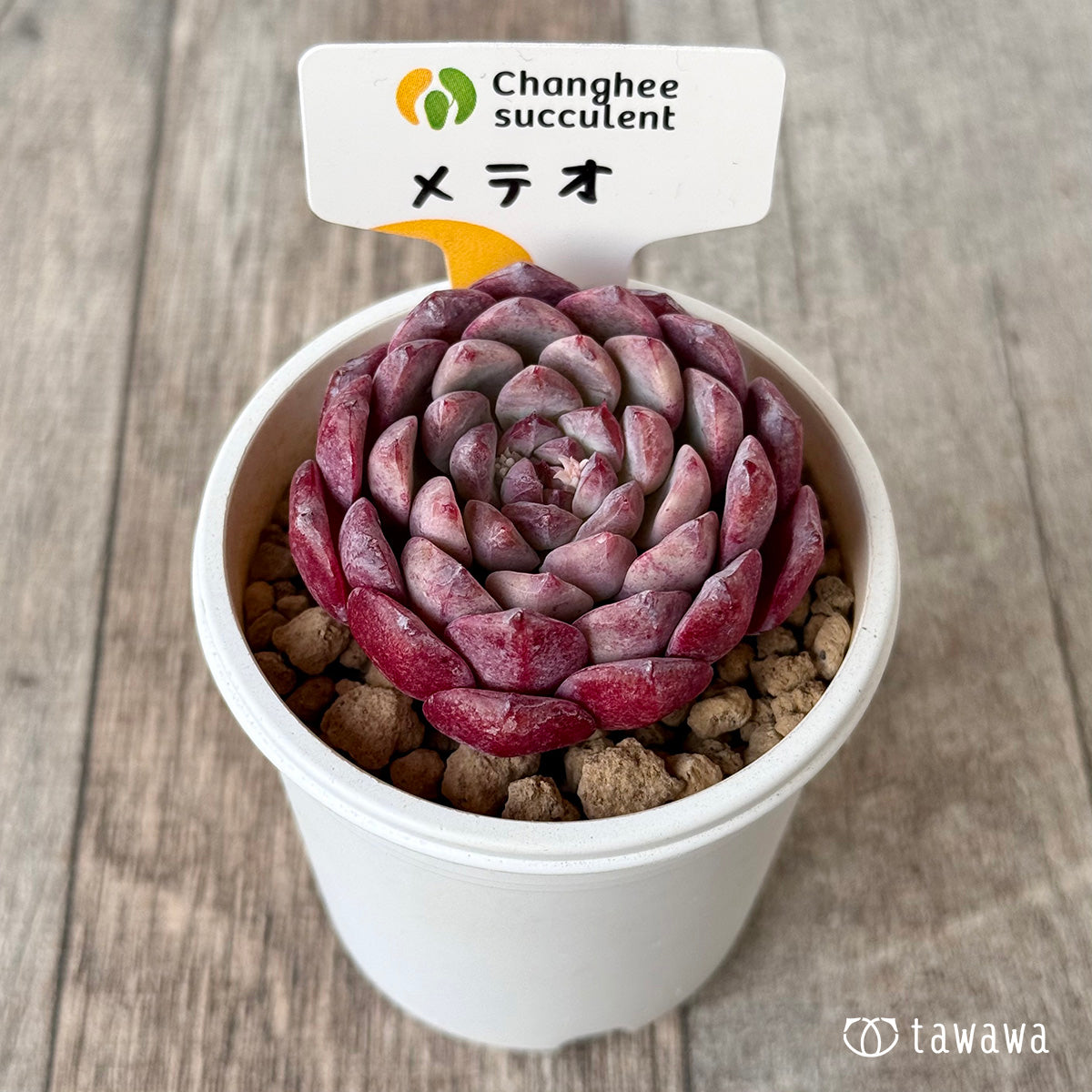 *新入荷* メテオ(チャンヒー農園苗)