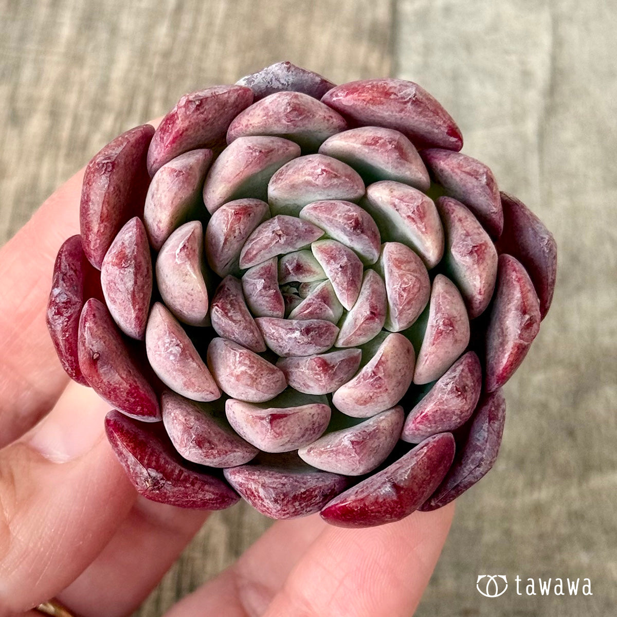 メテオシャワー◎多肉植物 カット苗 輸入苗 エケベリア等 新入荷＊ メテオ（チャンヒー農園苗） – 多肉植物の通販・販売サイト