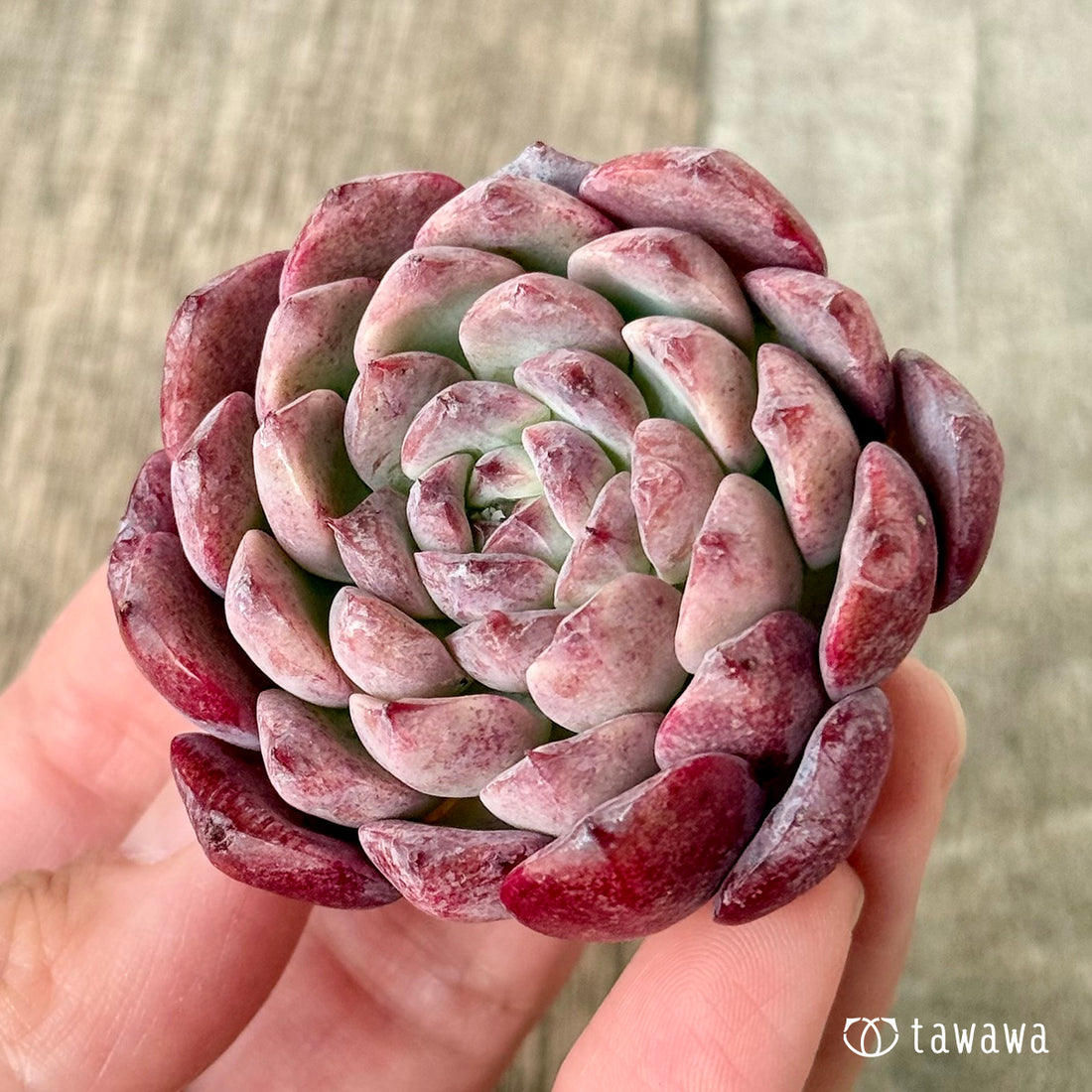 New Arrivals: Ice Green