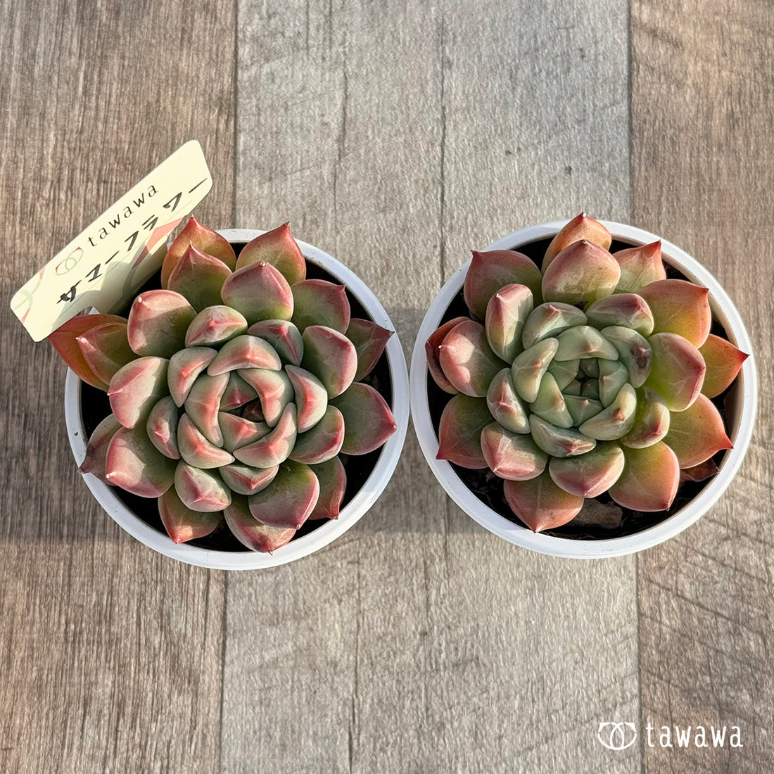 サマーフラワー 【tawawaハウス苗】