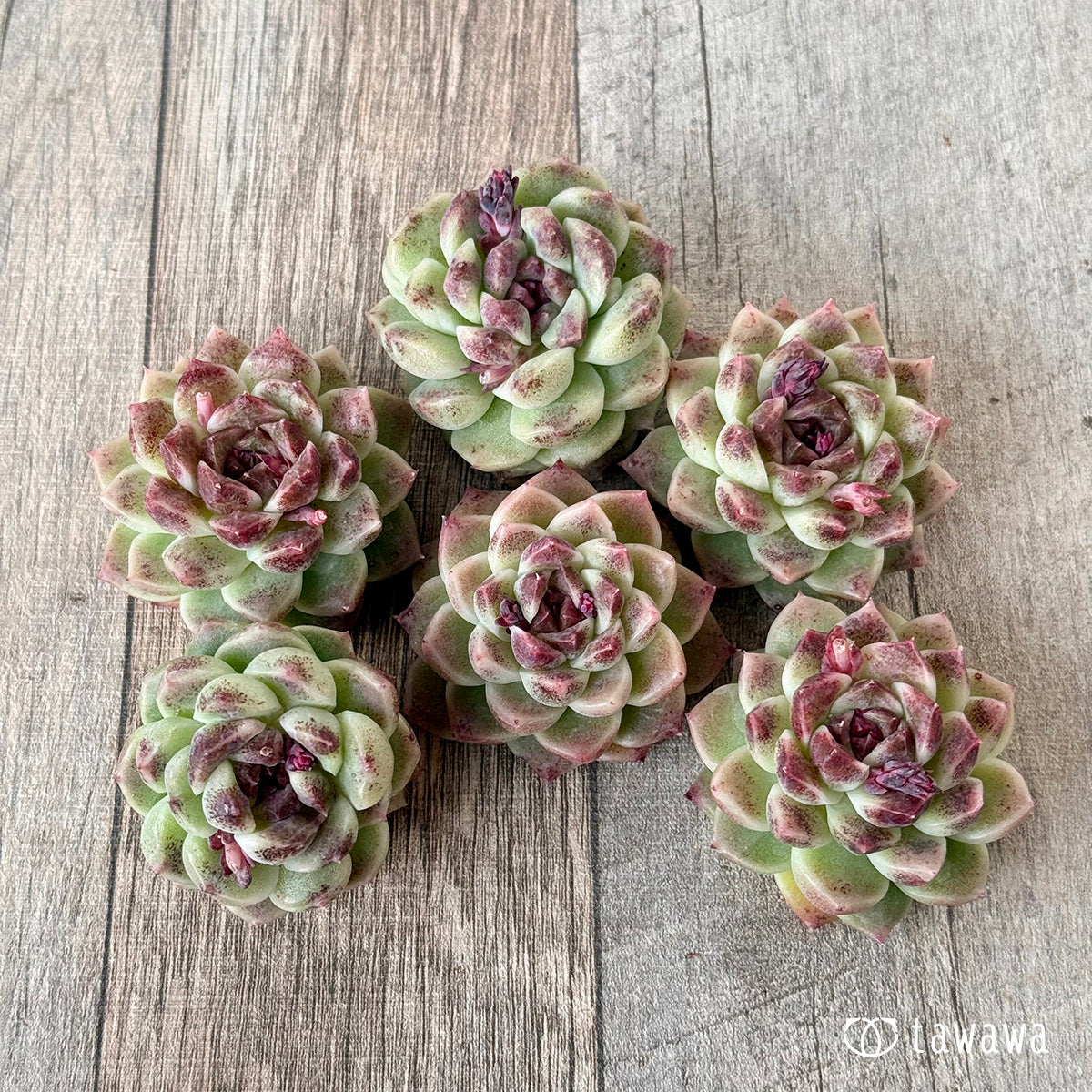 *新入荷* ダークサークル(チャンヒー農園苗)