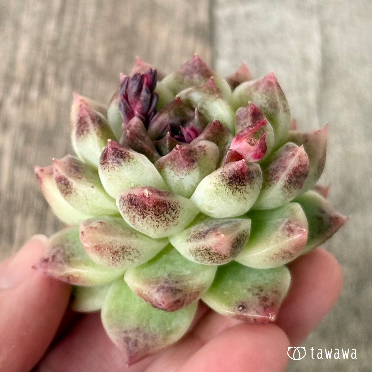 *新入荷* ダークサークル(チャンヒー農園苗)