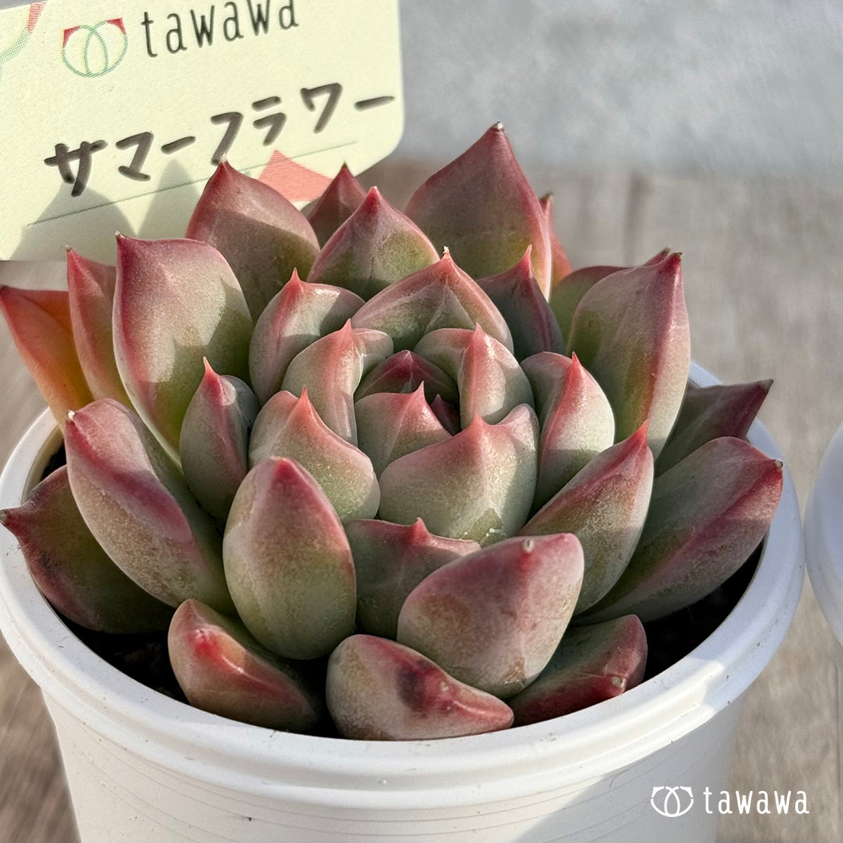 サマーフラワー 【tawawaハウス苗】