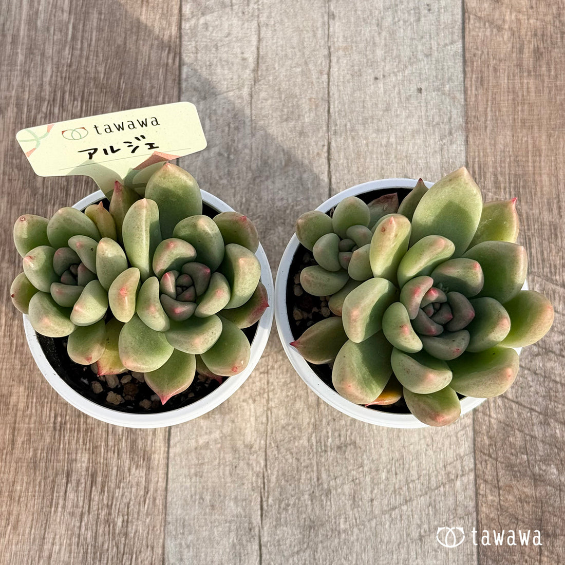 アルジェ 【tawawaハウス苗】