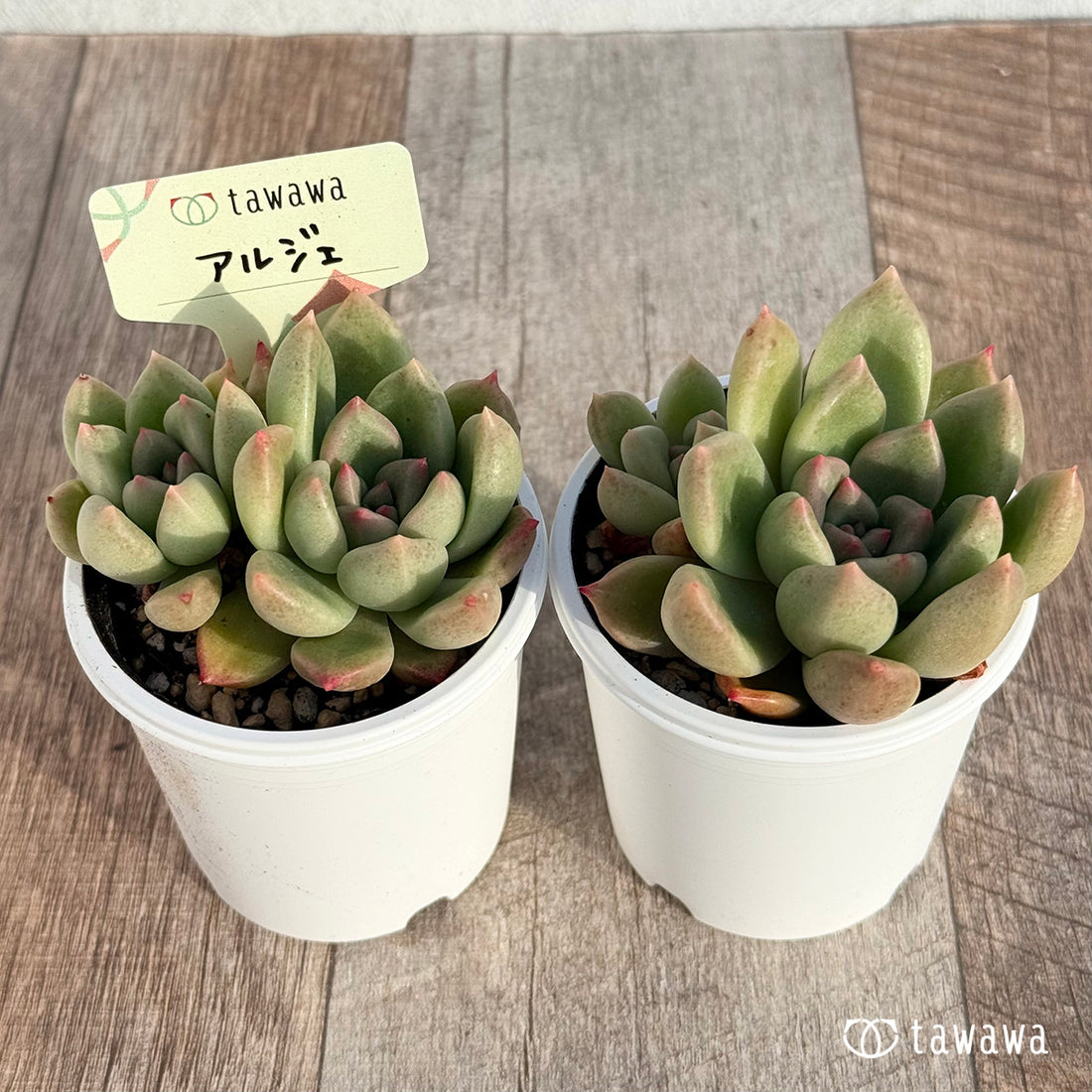 アルジェ 【tawawaハウス苗】