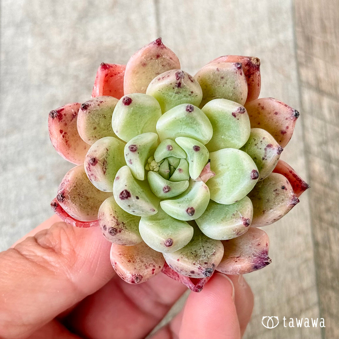 New Arrivals: Ice Green