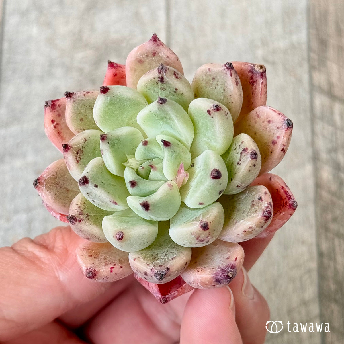 New Arrivals: Ice Green