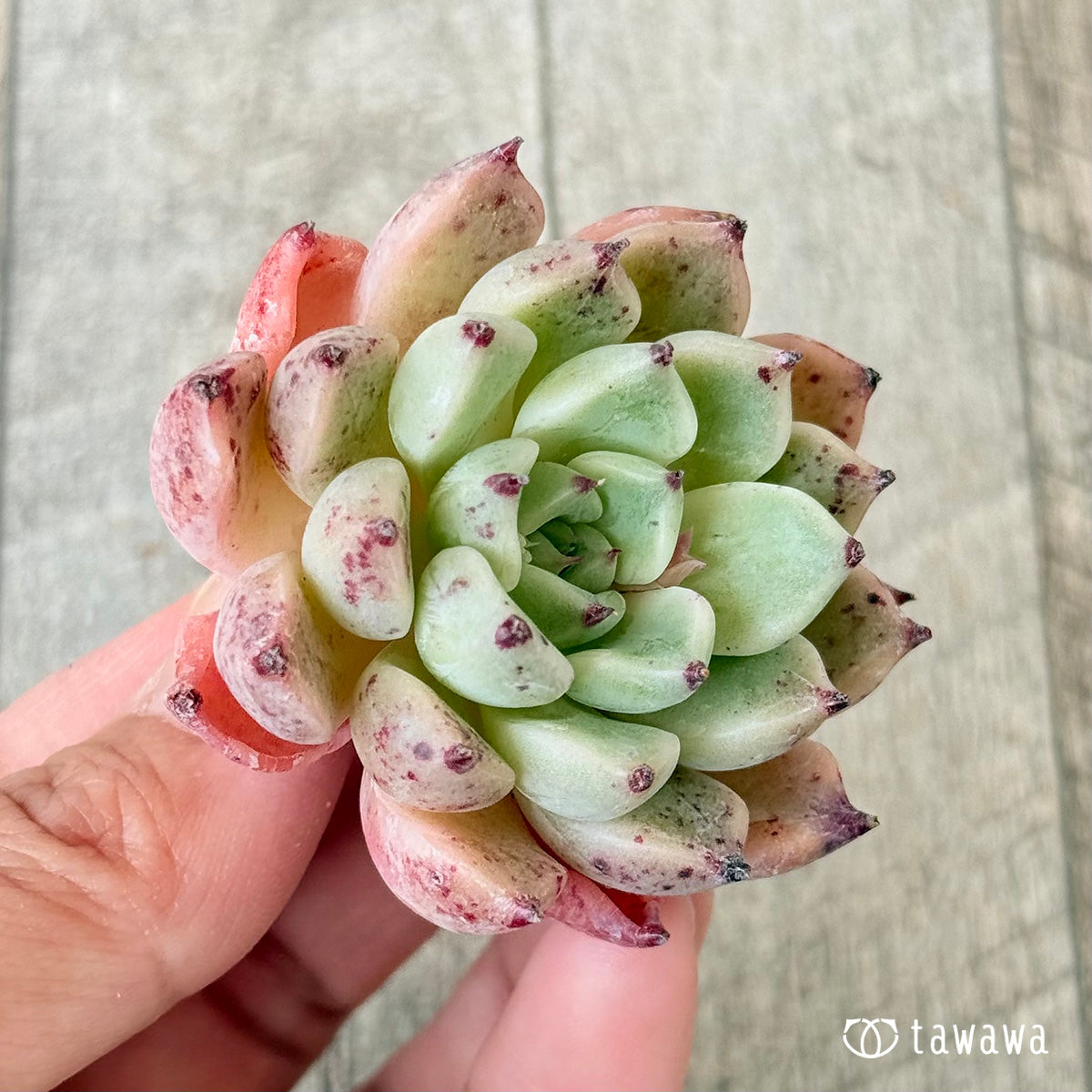 사라히메 × 인디고 미니 (챔피언 모종)