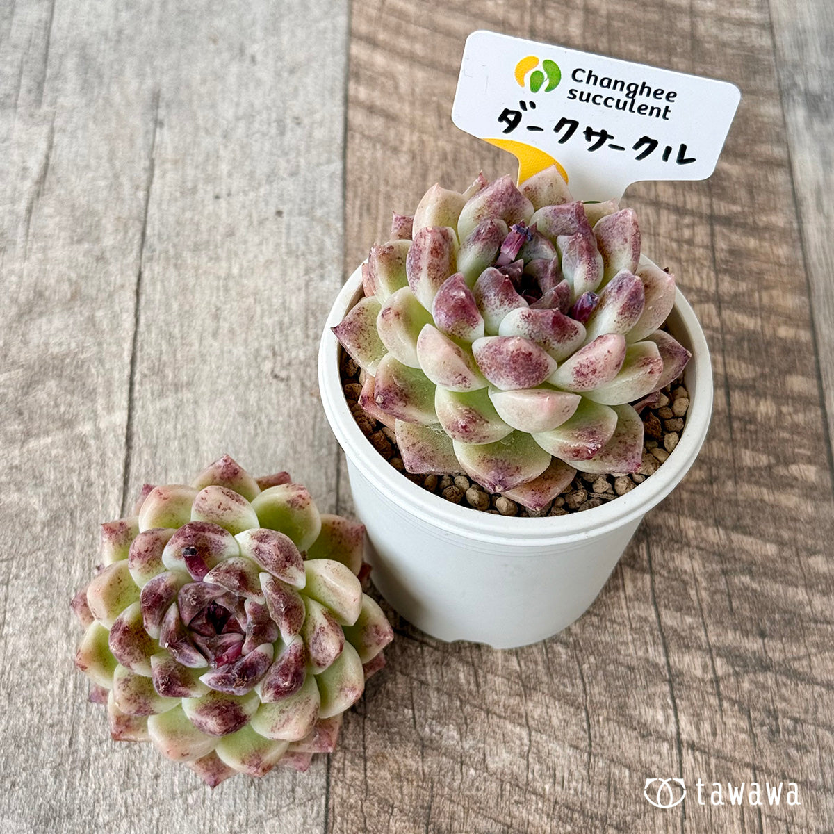 ダークサークル(チャンヒー農園苗)