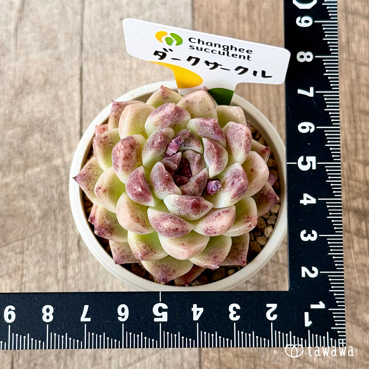 ダークサークル(チャンヒー農園苗)