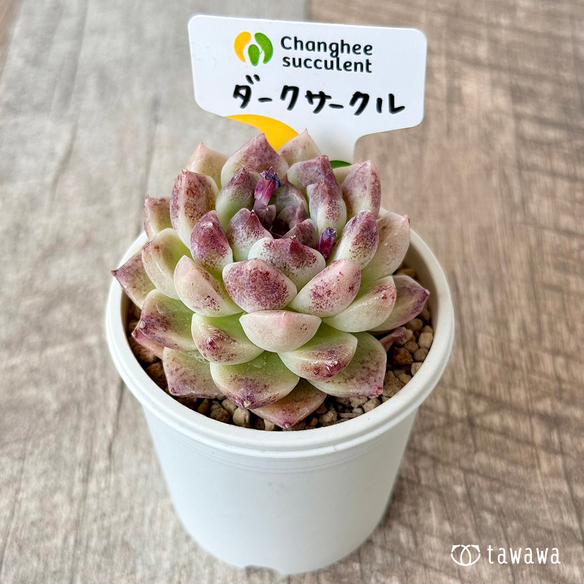 ダークサークル(チャンヒー農園苗)