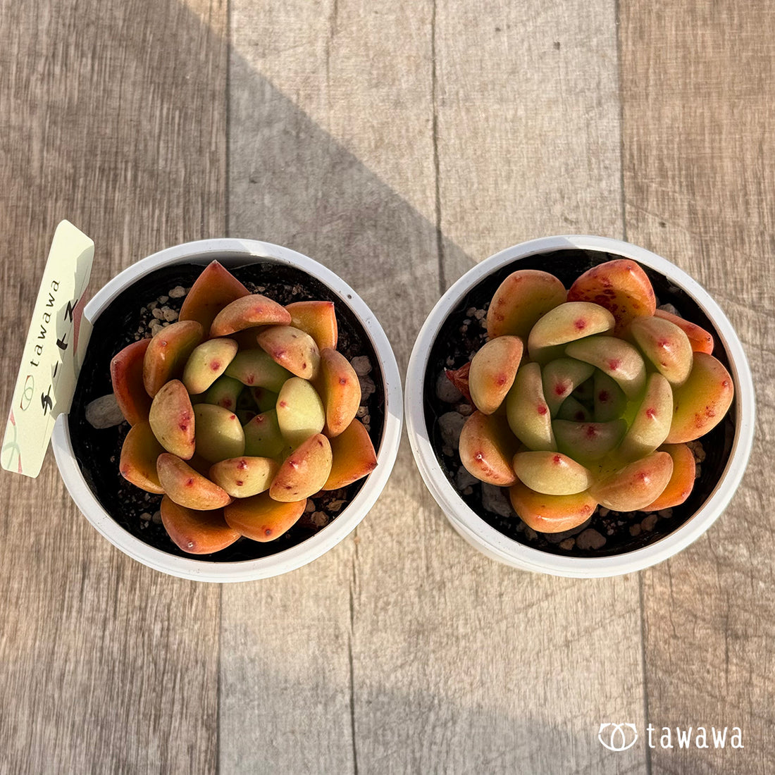 チートス 【tawawaハウス苗】