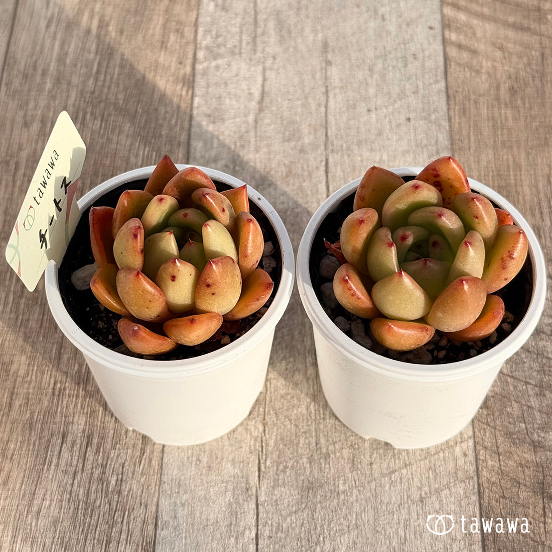 チートス 【tawawaハウス苗】