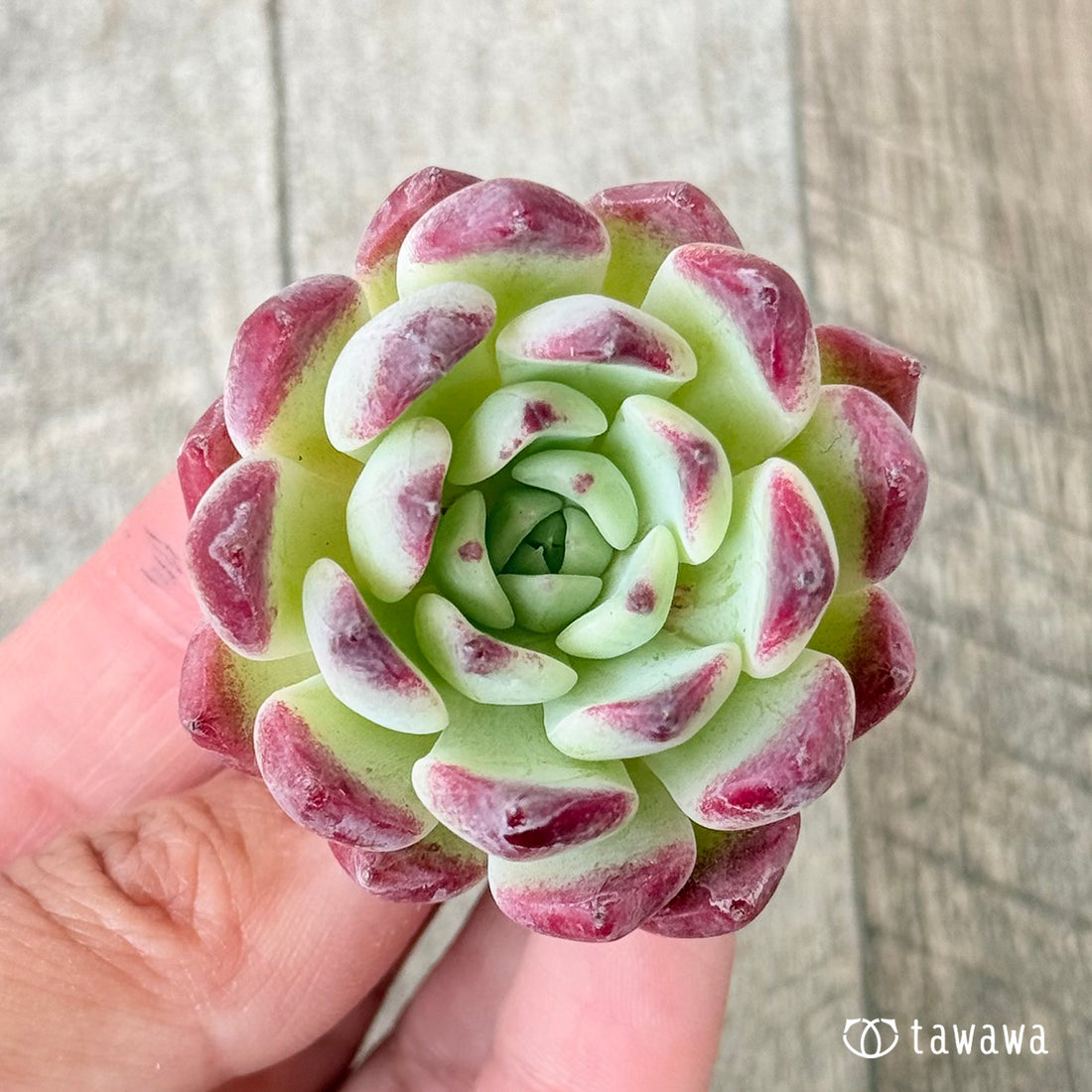 レッドマゼンタ(チャンヒー農園苗)