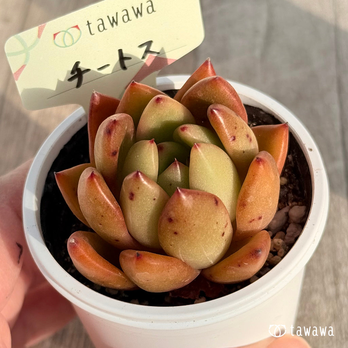 チートス 【tawawaハウス苗】
