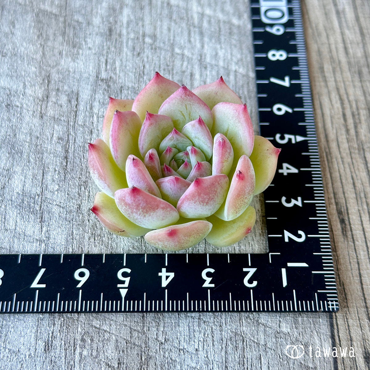 Echeveria Maria