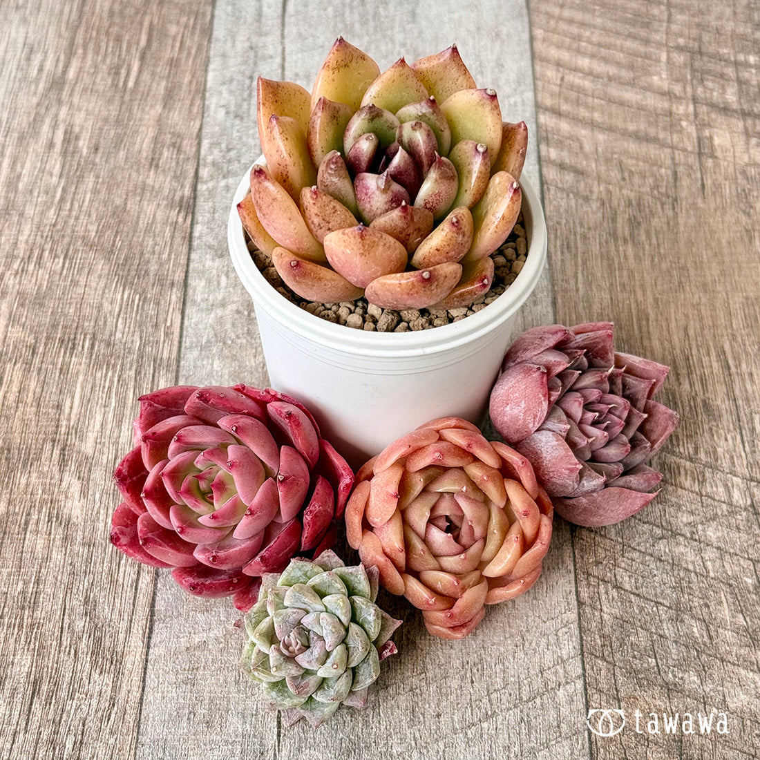 5苗セット(チャンヒー農園苗)