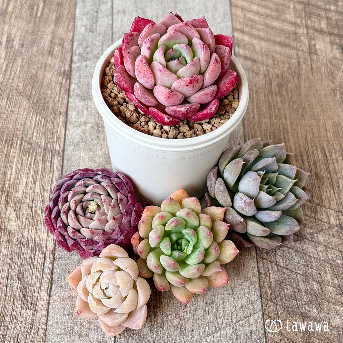 5苗セット(チャンヒー農園苗)