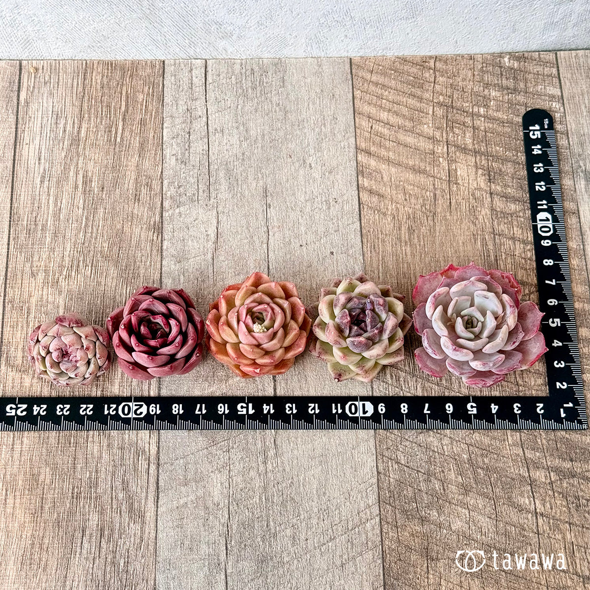 5苗セット(チャンヒー農園苗)