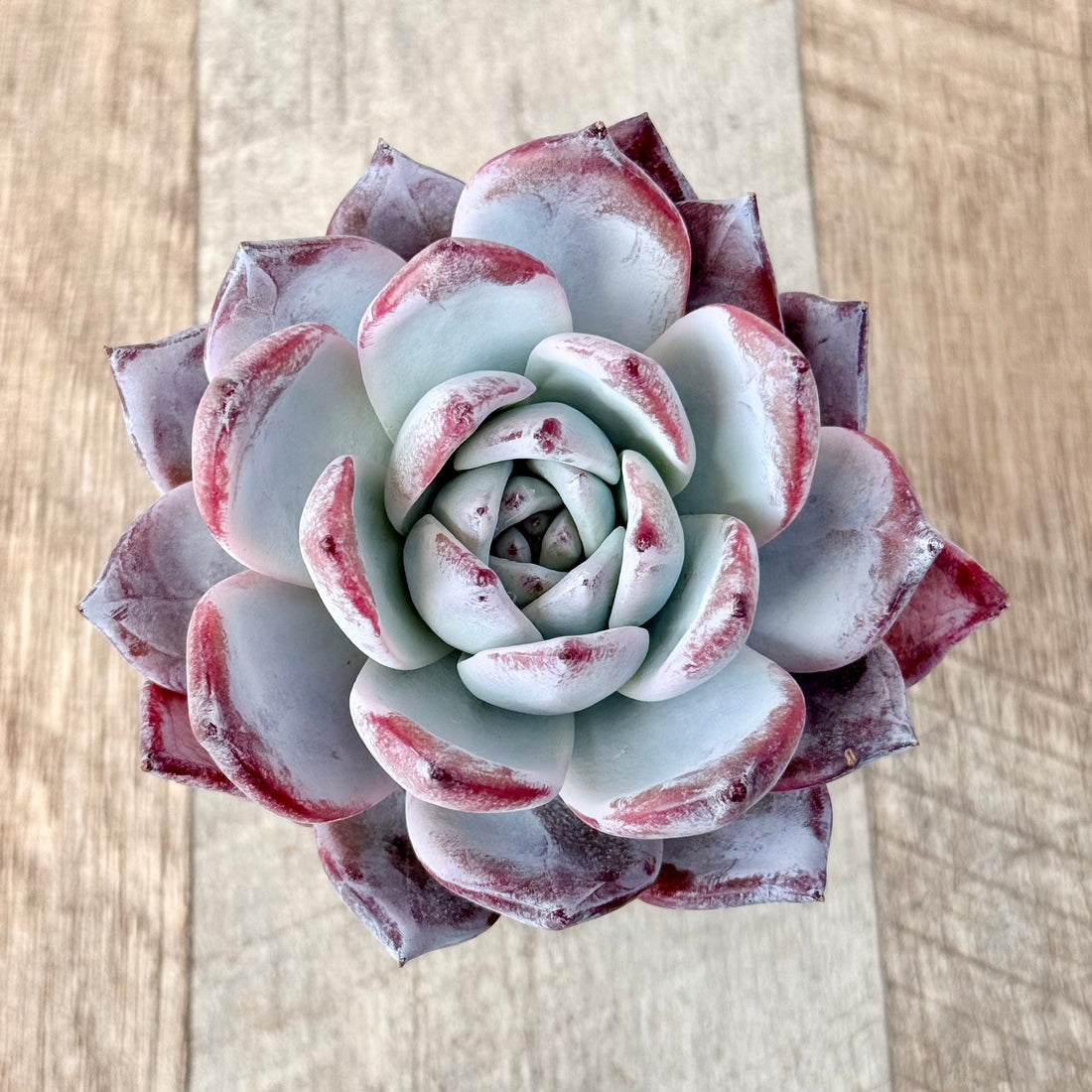 ブラックサバス①