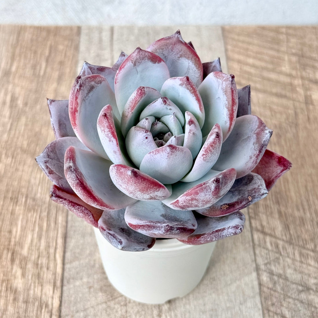 ブラックサバス①